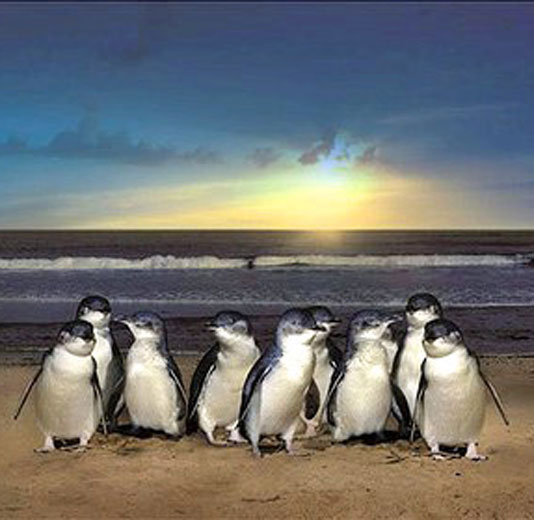 Little Blue Penguins on the beach in front of a sunset